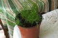 Grow Dill - Suva Or Savaa Or Soa Bhaji - Gardening Made Easy!