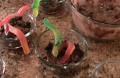 How To Make Wormy Mud Pudding