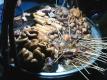 Parts of the Burmese Pig on a Stick
