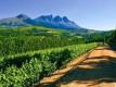 Take A Virtual Trip To Doolhof Wine Estate