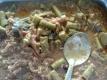 Andhra Spicy Drumstick Curry