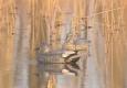 How To Hunt Duck In Kentucky