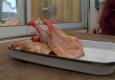 About Duck Legs