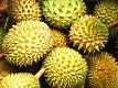 Annmarie Tries Durian for the First Time