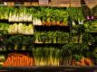 Eat Your Veggies