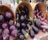 Seasons - Eggplant