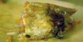 
Indonesian Bean Curd