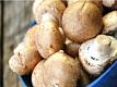 Mushrooms are Grown 365 Days a Year