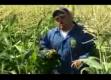 Ewa Sweet Corn-aloun Farms Review