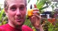 Facts About Cashew Apples