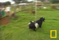 Fainting Goats