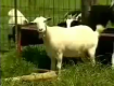 Fainting Goats Again