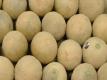 Fairway's Peter Romano Champion Melon Picker