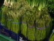 Fairway's Peter Romano: How to Pick Asparagus