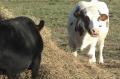 Tour Of Farm Sanctuary