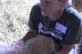 Interview With Angela From Farm Sanctuary