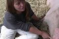 Discussion About Pigs And Gestation Crates