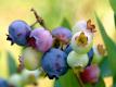 Farms Tour: Organic Goat Milk, Organic Chickens, Organic Blueberries