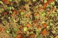 How To Make Italian Farro Perlato Salad