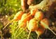 Cooking For Mark Bittman