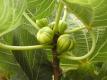 Black Mission Fig Bonanza