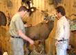 Tips For Fish & Deer Taxidermy