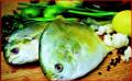 Fish Tips