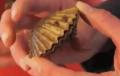 Hungry In Montauk - Fishing For Scallops