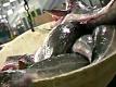 Catch It, Cook It & Eat It - Fulton Fish Market New Vs Old