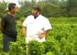 Fresh Basil Farms: A Review