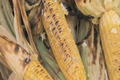 How To Make Campfire Corn With Herb Butter