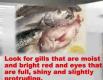 How to Buy A Fresh Fish