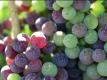 The Talking Grape