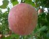 Food And Fruit Tour