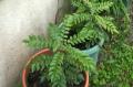 My Little Garden