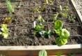 My Garden Planting And Baskets