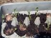 Preparation For Planting