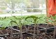 Fresh Garden Updates