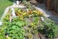 My Garden Update