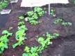 How To Grow Organic Produce