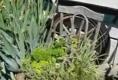 Gardening Update