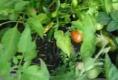 The Great Garden Update