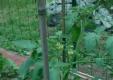 How To Make Your Garden Green