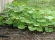Details Of Hanging Plants & Herbs In Garden