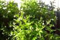 All About Gardening