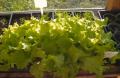 How To Nurture Garden In Month Of May