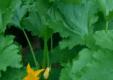 Garden Updates For Month Of July