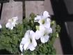 Tips  to Select Plants for Your Garden  
