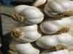 Seasons - Garlic