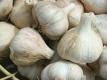 Uses of Garlic